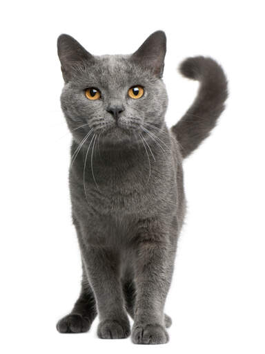 Een vrolijke chartreux kat met een gekrulde staart