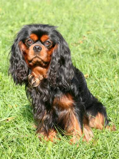 Een mooie, zwart met bruine cavalier king charles spaniel