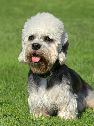 Een volwassen dandie dinmont terrier zittend op het gras wachtend op een commando