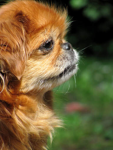 Een close up van een pekingees zijn mooie, korte neus en zijn dikke, zachte vacht