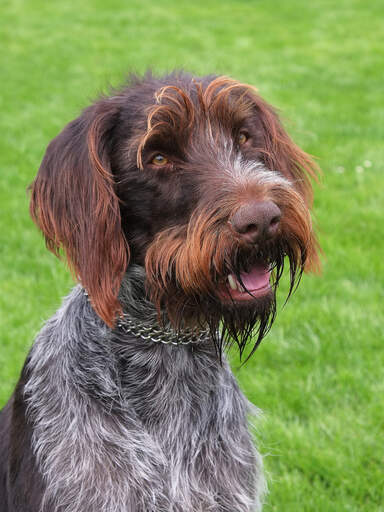 Een mooie ruwharige pointing griffon die zit te wachten op wat aandacht