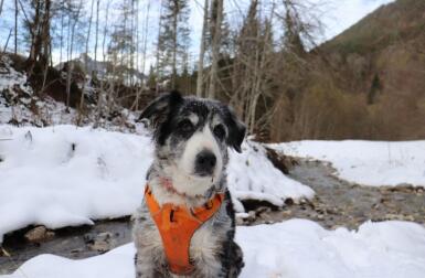 Hond met harnas in Snow