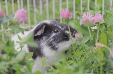 Een cavia foto omgeven door veel mooie bloemen.