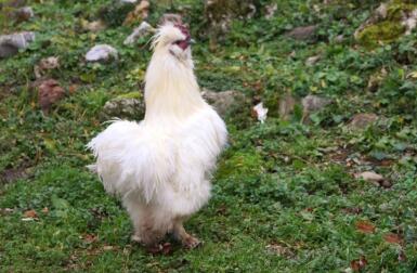 Een witte pluizige kip op gras