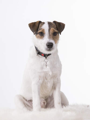 Een parson russell terrier mooi zittend, wachtend op een commando