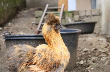 Een bruine en zwarte kip in een tuin