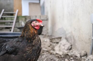 Een kip loopt in een tuin en kijkt naar een muur