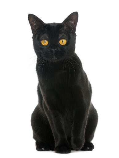 Een intens zwarte bombay kat die zit