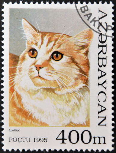 Een postzegel uit azerbeidzjan met een cymric erop gedrukt