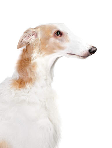 Een close up van de typische spitse neus en scherpe oren van een borzoi