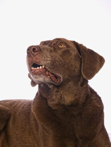 Een chesapeake bay retriever met een mooie chocoladebruine vacht