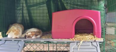 Omlet rennen en zippy schuilen. floppy en spotty doen een dutje.