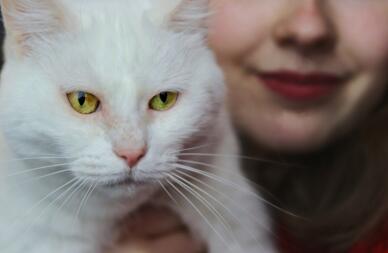 Een witte kat met gele ogen wordt vastgehouden door een vrouw