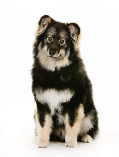 Een volwassen finse lapphund met een prachtige dikke vacht