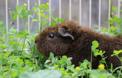 Cavia in ren