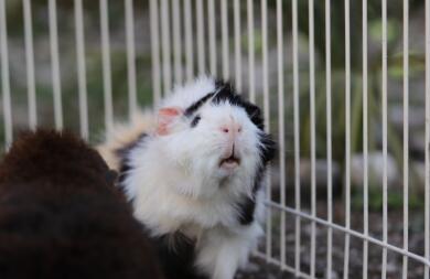 Cavia in kooi