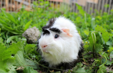 Cavia in ren