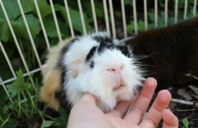 Cavia in ren