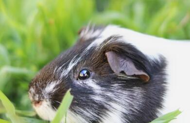 Close up van cavia