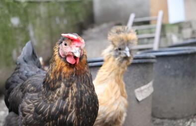 Twee kippen lopen op een veld