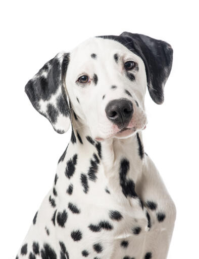 De karakteristieke flaporen en het gevlekte gezicht van een mooie jonge dalmatiër pup