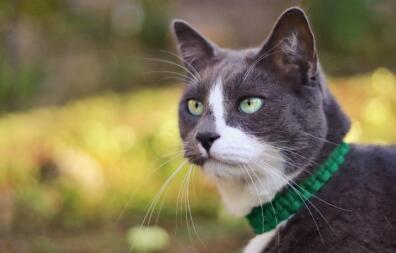 Close-up van kat in tuin