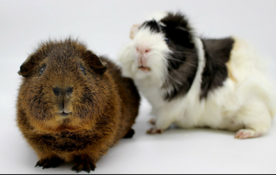 Twee cavia's