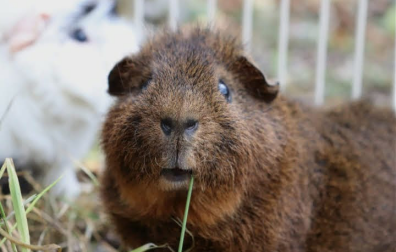 Cavia eet gras in ren