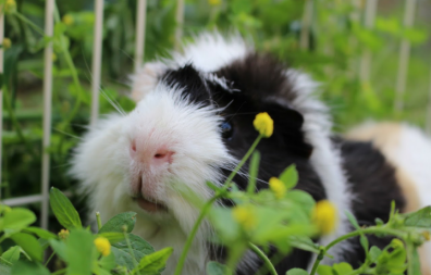 Cavia in ren