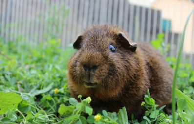 Cavia eet in ren