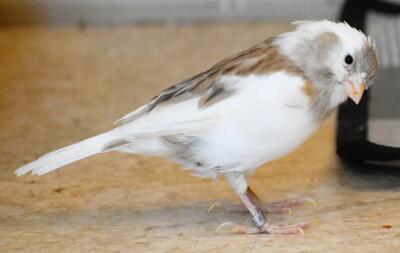 Peeper, een Amerikaanse Singer Canary