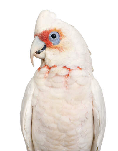 Een kleine corella's prachtige, witte veren patroon