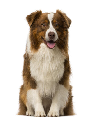 Een zeer intelligente bruin met witte jonge volwassen border collie