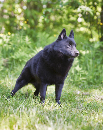 Het prachtige schipperke staat heel streng, klaar voor zijn volgende opdracht