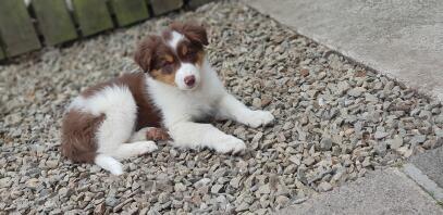 Driekleurige collie van rood en bruin. Kobi