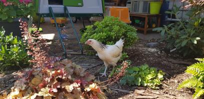 Een witte kip in een tuin met een Eglu Cube erachter