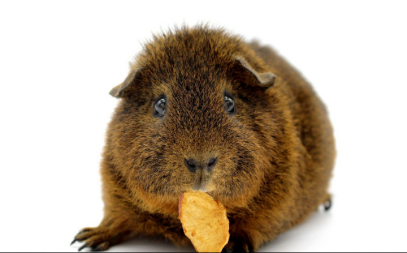 Cavia eet voedsel