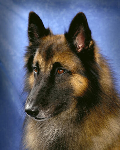 Een close up van een belgische tervuren's mooie, lange neus en scherpe oren