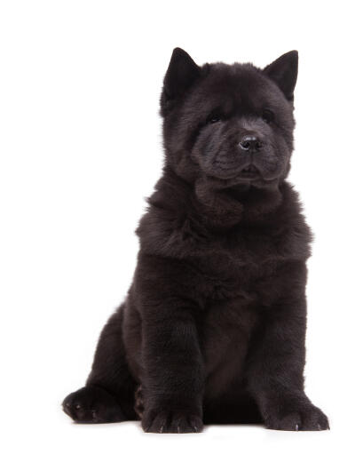 Een mooie, jonge, zwarte chow chow met grote, puntige oren