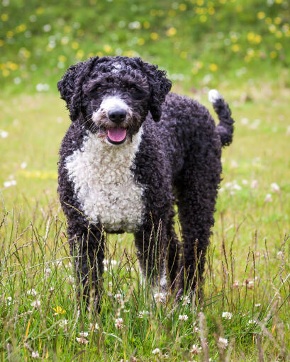 De ongelooflijk dikke krullende vacht van een spaanse waterhond