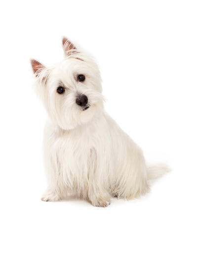 Een nieuwsgierige kleine west highland terrier met een mooie, lange, witte vacht