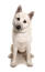 Noorse buhund hond tegen een witte achtergrond