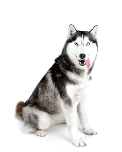 Een majestueuze volwassen siberische husky, netjes zittend, wachtend op wat aandacht