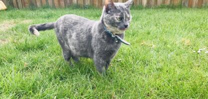 Britse korthaar tortie kat in tuin