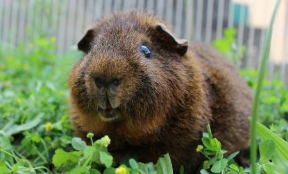 Cavia eet gras in ren