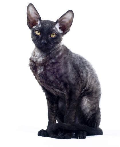 Een zwarte cornish rex met mooie grote oren