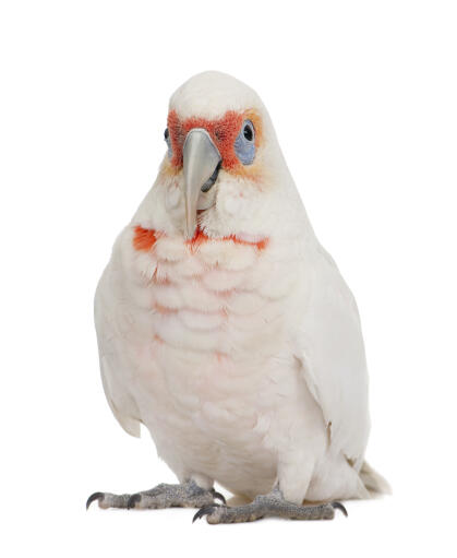 Een kleine corella met mooie perzikkleurige gezichtsveren