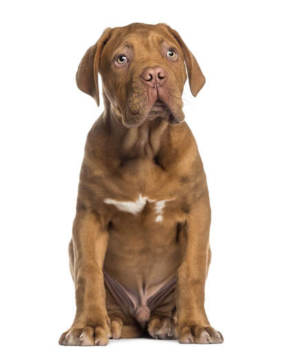 Een mooie jonge dogue de bordeaux die heel netjes zit