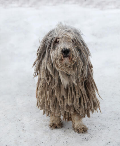 Een komondor met een prachtige lange vacht, spelend in de Snow