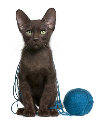Een donker havana bruin katje bedekt met wollen touw